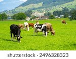 Cattle cow grazing on farmland. Grazing Cows in a Meadow with Grass. Cows Herd on a Grass Field. Mature Cow in a Green Field. Cows Grazing in Natural Pasture. Farm animals. Cows and calves grazing.