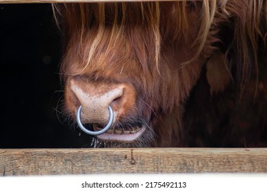 12,377 Hairy bull Images, Stock Photos & Vectors | Shutterstock