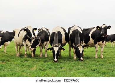 cattle of cows