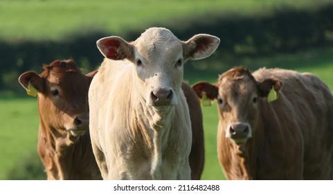 Cattle Cows And Calves Eating Grass In A Field At A Farm In UK