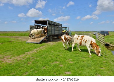 Cattle Of Cows Walking Out Of Livestock Transport Truck In Meadow