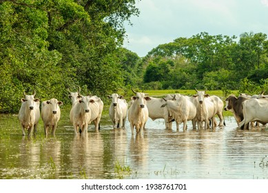 Cattle crossing a flooded area in the Mato Grosso wetland, Pocone, Mato Grosso, Brazil on November 25, 2007.