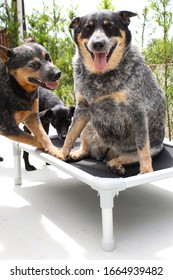 Cattle Dog Blue Heeler Black