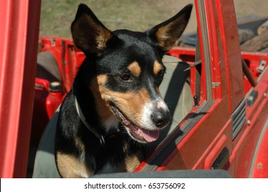 The Cattle Dog Has Called Shotgun.