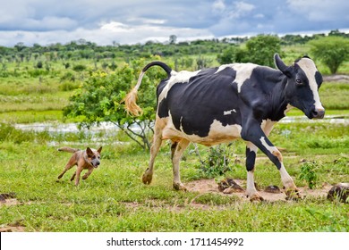 Cattle dog or Herding dogs. Australian Cattle Dog