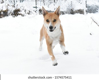 Cattle Dog Mix Running Jumping Fun Playing, Carolina Dog, American Dingo. Happy Dog Having Fun Playing.