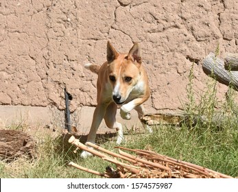 Cattle Dog Mix Running Jumping Fun Playing, Carolina Dog, American Dingo. Happy Dog Having Fun Playing.