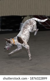 Cattle Dog Performing A Handstand