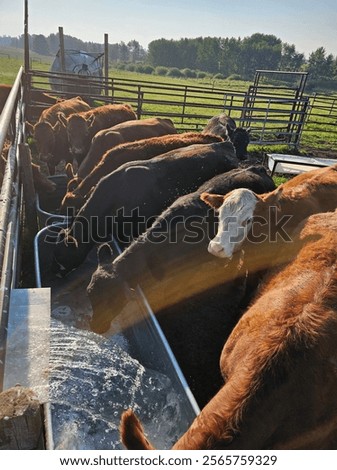 Cattle drinking water at the water trough.
