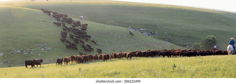 Cattle Drive ,