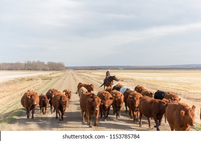 Cattle Drive Down A Dirt Road