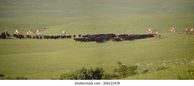 Cattle Drive - Kansas Flint Hills ,