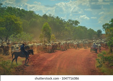 A Cattle Drive Through The Red Dirt Of The Australian Outback, Queensland Using Old And New Technology