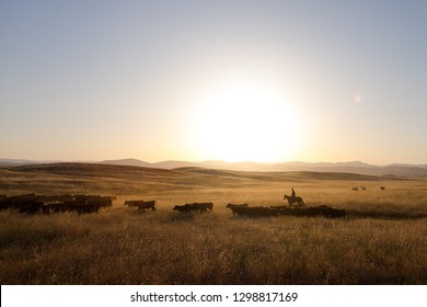 Cattle Drive, Western Lifestyle, Cattle Ranch