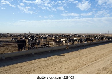 Cattle Eat In A Central California Feed Lot