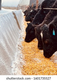 Cattle Eating On A Cold Winter Day. This Was Taken On My Farm While Doing My Morning Chores.