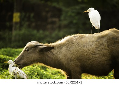 Cattle Egret