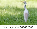 Cattle Egret Back View