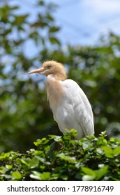 Cattle Egret, A Bird Known To Pick Ticks And Flies From Cow's Back, In Captivity With Blurred Background