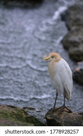 Cattle Egret, A Bird Known To Pick Ticks And Flies From Cow's Back, In Captivity With Blurred Background