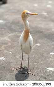 Cattle Egret, A Bird Known To Pick Ticks And Flies From Cow's Back, In Captivity. Blurred Background