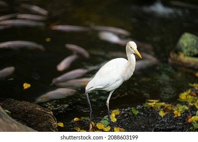 Cattle Egret, A Bird Known To Pick Ticks And Flies From Cow's Back, In Captivity. Blurred Background