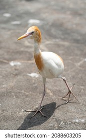 Cattle Egret, A Bird Known To Pick Ticks And Flies From Cow's Back, In Captivity. Blurred Background