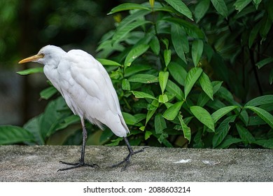 Cattle Egret, A Bird Known To Pick Ticks And Flies From Cow's Back, In Captivity. Blurred Background