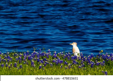 A Cattle Egret (Bubulcus ibis) in Beautiful Famous Texas Bluebonnet (Lupinus texensis) Wildflowers  at Muleshoe Bend on the Blue Waters of Lake Travis in Texas.