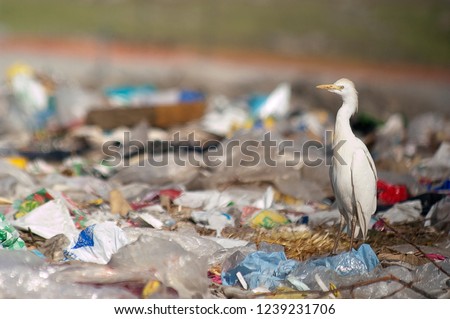 Cattle Egret (Bubulcus ibis) looking for food in the trash