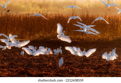 cattle egret isolated in blur background, egret landing with full span of wings , The cattle egret is a cosmopolitan species of heron found in the tropics, subtropics, and warm-temperate zones