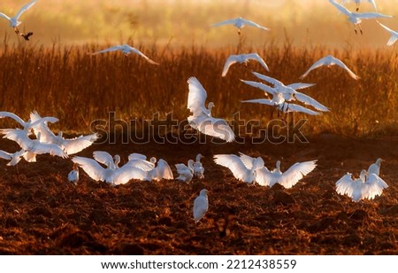 cattle egret isolated in blur background, egret landing with full span of wings , The cattle egret is a cosmopolitan species of heron found in the tropics, subtropics, and warm-temperate zones