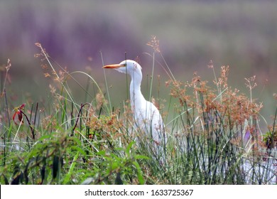 Cattle Egret, Lake Victoria, Uganda