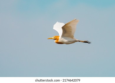 Cattle Egret In Mai Po Hong Kong
