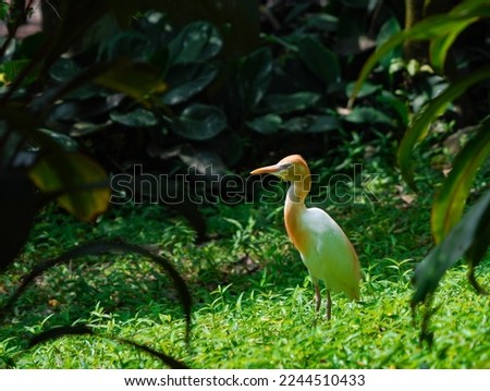 A cattle egret standing in grass on a sunny day