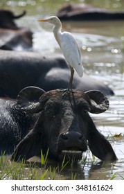 Cattle Egret and water-buffalo, Sri Lanka