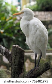 Cattle Egrets (Bubulcus Ibis)