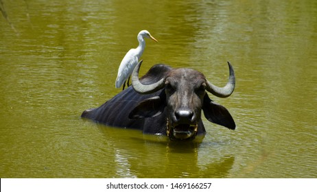 Cattle Egrets With The Buffalo, Symbiotic Relationship