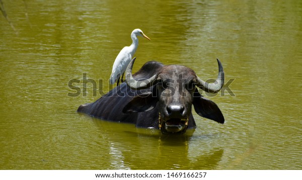 Cattle\
egrets with the buffalo, symbiotic\
relationship