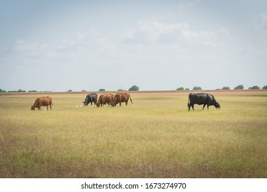 Cattle Egrets Catching Insects Near Grazing Cows At Large Ranch Prairie In Waxahachie, Texas, America. Pasture Raised Cattle Under Cloud Blue Sky At Farm Herding With Metal Wire Fence