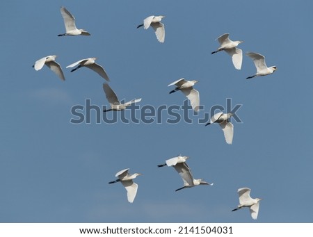 Similar – flugmöwen Natur Luft