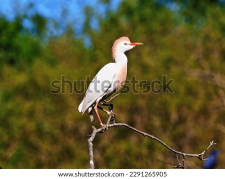 Cattle Egrets, Snowy Egrets and beautiful, white Great Egrets fill the trees in a Texas wetland nature preserve