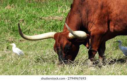  Cattle Egrets wander about while a Texas Longhorn grazes, Warwick, Queensland         