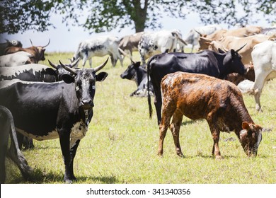 7,013 South africa cattle Images, Stock Photos & Vectors | Shutterstock