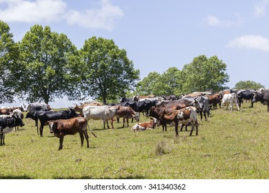 Cattle Farm
Cattle Animals In Farming Rural Landscape