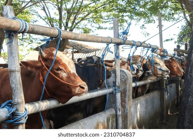cattle farm in the countryside. tied cow concept. - Shutterstock ID 2310704837