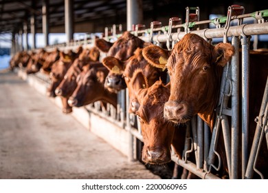 Cattle Farm And Large Group Of Cows In Cowshed Waiting For Food.