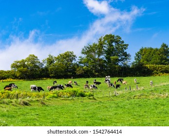 北海道 牛 の画像 写真素材 ベクター画像 Shutterstock