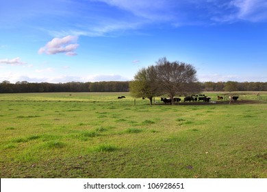 Cattle In The Farm In Mississippi State