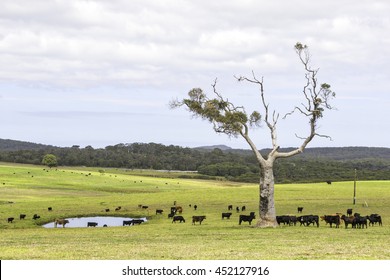 A Cattle Farm Near The Towns Of Nornalup And Walpole In Western Australia. HDR Image.